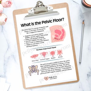 What is the Pelvic Floor? 5 Piece Digital Download Pelvic Health Education Set, Pelvic Wellness Exercises & Prints, Physical Therapy Handout