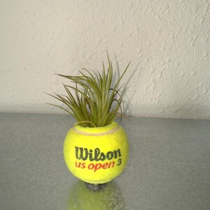 Luftpflanze + Tennistopf
