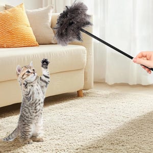 May include: A tabby kitten stands upright, paws raised towards a feather toy. The toy features a black handle and a fluffy, dark grey feather head. The kitten has grey and brown stripes.