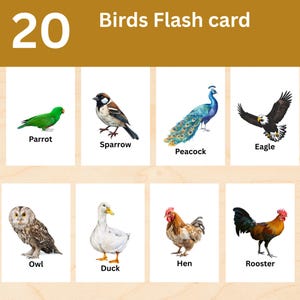 20 Birds flashcards Printable Birds Flashcards,Bird Name Flashcards,Educational Bird Cards for Preschool