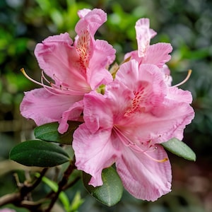 Semillas de rododendro: hermosos arbustos para bosques y jardines con sombra / Flores perennes de floración primaveral