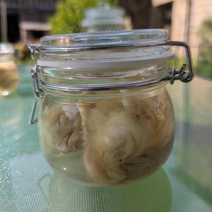 May include: A clear glass jar with a metal wire bail and lever closure containing a light-coloured, fuzzy, organic-looking substance submerged in liquid. The jar features a white rubber gasket seal between the glass lid and the main body.