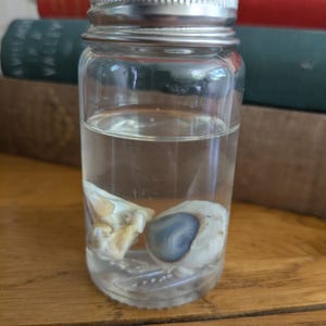 Preserved Fox Eyes Wet Specimen: Ethically Sourced Curiosity Cabinet Oddity