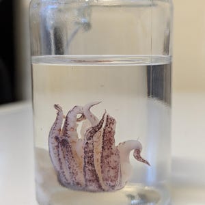 May include: A glass jar with a metal clasp, containing a preserved squid in clear liquid. The squid is white and purple, with its tentacles curled. The jar is on a white surface. The jar is sealed.
