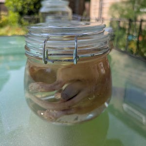 May include: A clear glass jar with a metal wire bail and lever closure containing a preserved specimen submerged in liquid. The specimen is light tan in colour with visible limbs and a tail, positioned inside the rounded glass container.