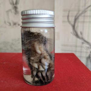 May include: A preserved animal paw in a clear glass jar with a silver lid. The paw is a mix of brown and grey fur, with visible claws and pads. The jar sits on a red surface.