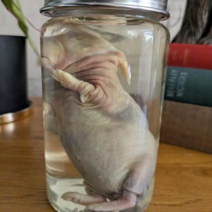 Wet Specimen Baby Rabbit in Glass Jar – Oddities, Curiosity Cabinet, Ethically Sourced Taxidermy Style Display