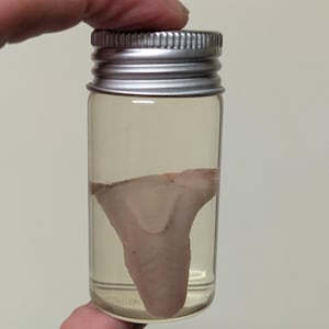 May include: A small, clear glass vial with a silver metal screw-top lid. Inside the vial is a light-coloured, organic specimen suspended in a clear liquid. The vial is held between fingers.