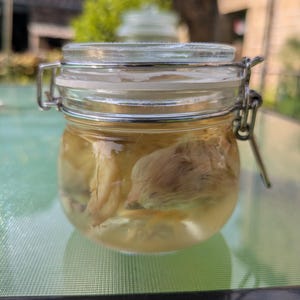 Wet Specimen: Ethically Sourced Chick Taxidermy Display Curiosity Cabinet