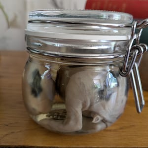 Wet Specimen: Ethically Sourced Baby Rabbit Taxidermy Display Curiosity Cabinet