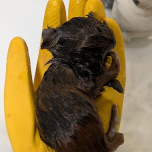 May include: A tiny kitten with dark brown fur is held in a bright yellow gloved hand. The kitten's fur appears wet and matted. The background is a white surface with jars.