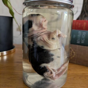 Wet Specimen Baby Rabbit in Glass Jar – Oddities, Curiosity Cabinet, Ethically Sourced Taxidermy Style Display