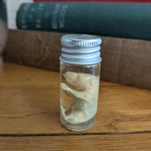Wet Specimen Pinkie Mouse in Glass Vial – Oddities, Curiosity Cabinet, Ethically Sourced Natural History