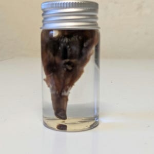 May include: A small, clear glass jar with a silver lid. Inside the jar is a preserved animal specimen, appearing to be a small mammal head. The specimen is brown and tan, suspended in a clear liquid.