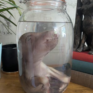 Ethically Sourced Wet Specimen – Wild Boar Piglet in Glass Jar, Oddities Display Curiosity