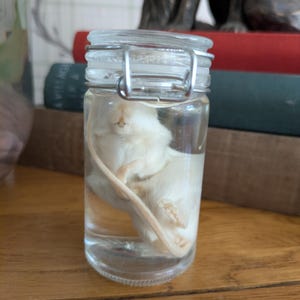 Preserved White Mouse Wet Specimen: Ethically Sourced Curiosity Cabinet Oddity