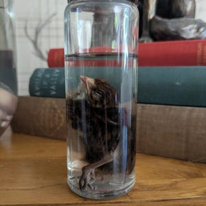 Preserved Quail Chick Wet Specimen: Ethically Sourced Curiosity Cabinet Oddity