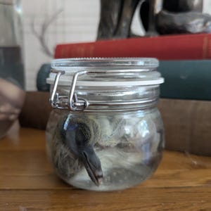 Wet Specimen: Ethically Sourced Baby Pigeon (Squab) Taxidermy Display Curiosity Cabinet