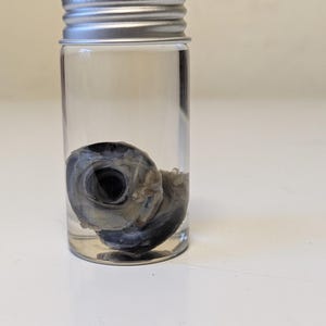 May include: A small, clear glass bottle with a silver screw-top lid, containing a preserved eye. The eye is a dark grey colour and appears to be suspended in a clear liquid. The bottle is upright and centered.