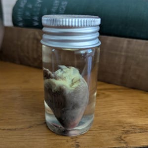 Preserved Rabbit Heart Wet Specimen: Ethically Sourced Curiosity Cabinet Oddity