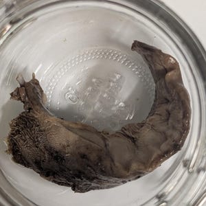 May include: A preserved, brown, organic specimen, possibly a biological sample, is contained within a clear glass jar. The specimen has a textured surface and an irregular shape, with a lighter-coloured interior visible.