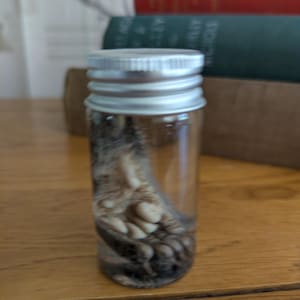 Wet Specimen Lucky Squirrel Foot in Glass Vial – Oddities, Curiosity Cabinet, Ethically Sourced Natural History