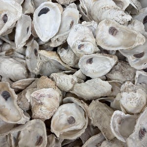 May include: A close-up shot of a pile of oyster shells. The shells are primarily off-white with some having a slightly rough texture. Each shell has a dark, oval-shaped mark inside. The shells vary in size and shape, creating a natural, organic aesthetic.