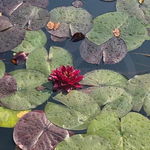 Lilly Pad