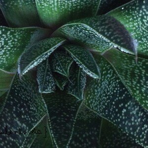 Cartes postales de plantes grasses