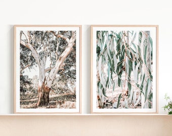 May include: Two framed prints of eucalyptus trees. The print on the left shows a close-up of a tree trunk with white bark and green leaves. The print on the right shows a close-up of eucalyptus leaves.
