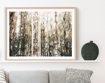 Forest Framed Print or Poster | Eucalyptus Canopy | Gum Trees | Australian Made Wall Art | Meditate | Peaceful | Calm Bush Landscape