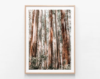 May include: A photograph of a forest with tall, slender trees. The trees have smooth, white bark with patches of brown and orange. The trees are densely packed together, creating a sense of depth and mystery.