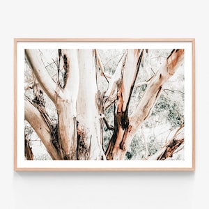 May include: A close-up of the textured bark of a tree with a light brown and reddish-brown colour. The tree branches are intertwined and create a natural abstract pattern.