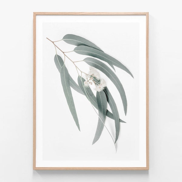 Australian Native Floral Photography | Light Eucalyptus Leaves | Gum | Wall Art | Flower Framed Print or Poster