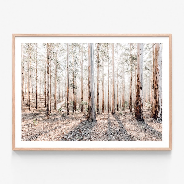 Australian Made Wall Art | Eucalyptus Landscape | Gum Trees Forest | Bush Sunlight | Peaceful Tranquil | Meditate | Framed Print or Poster