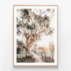 May include: A photograph of a dirt road leading through a woodland with a large tree in the foreground. The sun is shining through the trees, creating a warm, golden glow.