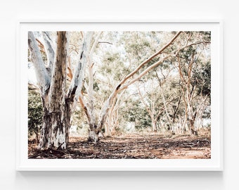 May include: A photograph of a grove of trees with white bark and green leaves. The trees are in a forest setting with a dirt path in the foreground.