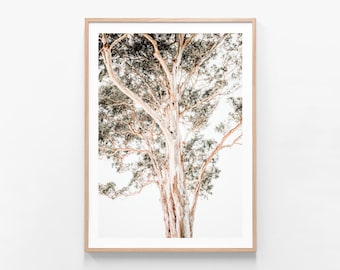 May include: A close-up photograph of a tall, slender tree with a white bark and green leaves against a white background. The tree branches reach up towards the sky.