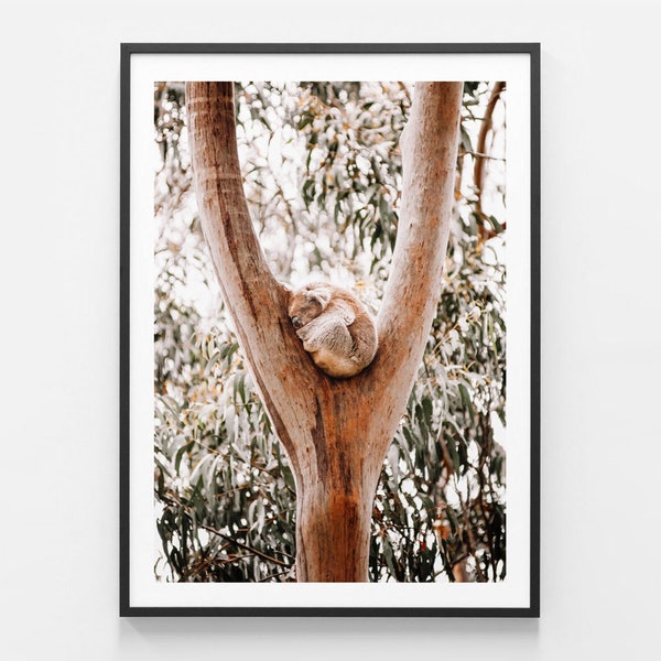 Australian Native Photography | Dreaming Koala | Gum | Tree | Leaves | Bush | Aussie | Outback | Modern Wall Art | Framed Print or Poster