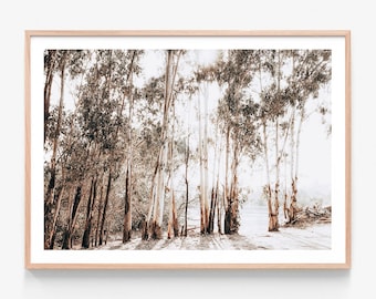 May include: A framed photograph of a woodland scene featuring tall, slender trees with white bark and green foliage. The trees are arranged in a line, forming a path towards a body of water in the distance. The image is presented in a muted colour palette of browns, greens, and whites.
