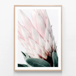 Australian Native Floral Photography | Light Protea II | Wall Art | Flower Framed Print or Poster