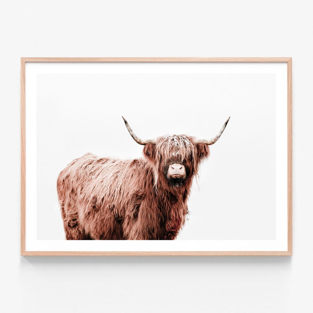 Highland Cow Print Fergus Wall Art Scottish Cattle Australian Made Framed Print or Poster Etsy