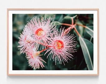 Australian Floral Photography | Flowering Native | Wall Art | Tree | Leaves | Aussie Flower Framed Print or Poster