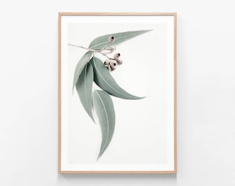 May include: A framed print of a single branch of eucalyptus leaves with small, light brown seed pods. The leaves are a light green color and the background is white.