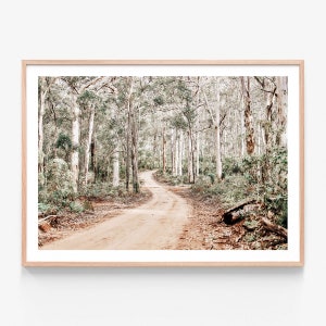 May include: A winding dirt track leads through a forest of tall, white-barked trees. The trees are mostly bare, with some green leaves scattered throughout. The track is surrounded by green undergrowth.
