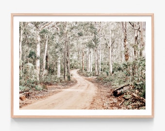 May include: A winding dirt road leads through a forest of tall, white-barked trees. The trees are mostly bare, with some green leaves scattered throughout. The road is surrounded by green undergrowth.