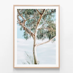 May include: A framed photograph of a tall, slender tree with a white bark and green leaves against a blue sky. The tree is in focus, while the sky is slightly blurred.