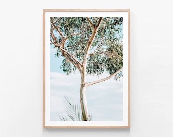 Australian Native Photography | Eucalyptus Tree | Bush | Wall Art | Gum | Aussie | Rural | Farm | Leaves | Modern Framed Print or Poster