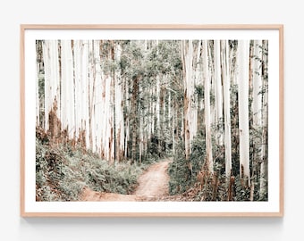 May include: A dirt road winds through a forest of tall, white trees with green foliage. The trees are densely packed, creating a tunnel-like effect. The road is dusty and appears to be unpaved.