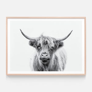 Highland Cow Print | Duncan Black & White | Scottish Cattle | Photo Framed Print or Poster | Australian Made Wall Art
